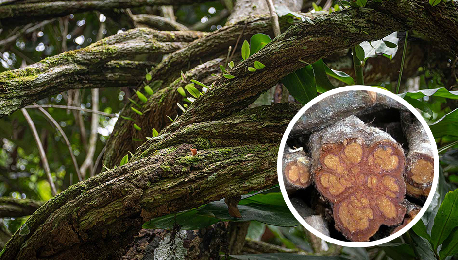 sacred-pathways-retreat-in-brazil-5